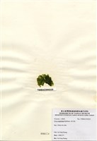 藏品(牡丹菜)的圖片